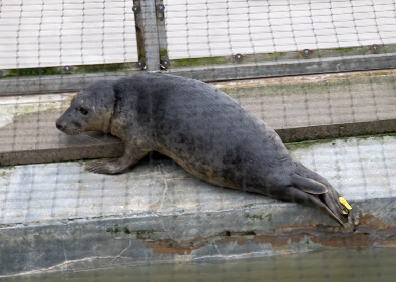 Mousse Pie - 26th December 2025 in the nursery pool 3