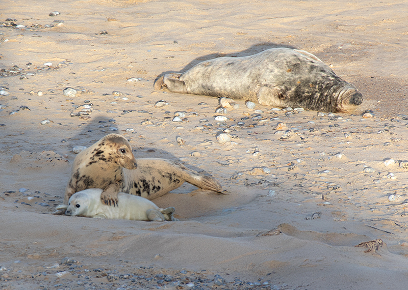 Seals on beach