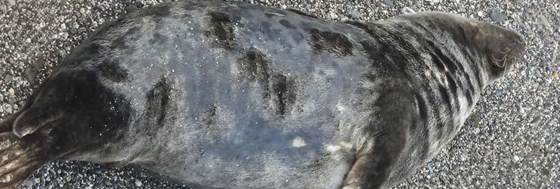 Noodle - Photo Credits : Sue Sayer MBE and Kate Hockley - Seal Research Trust