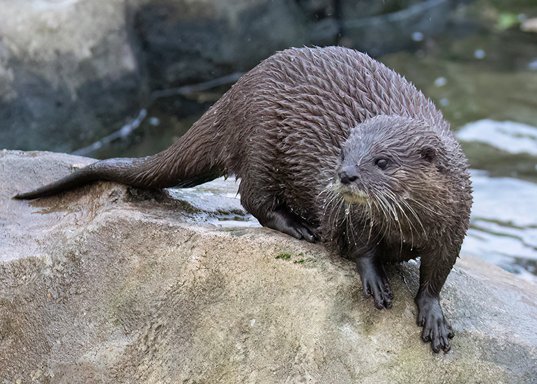 Hunstanton Sea Life