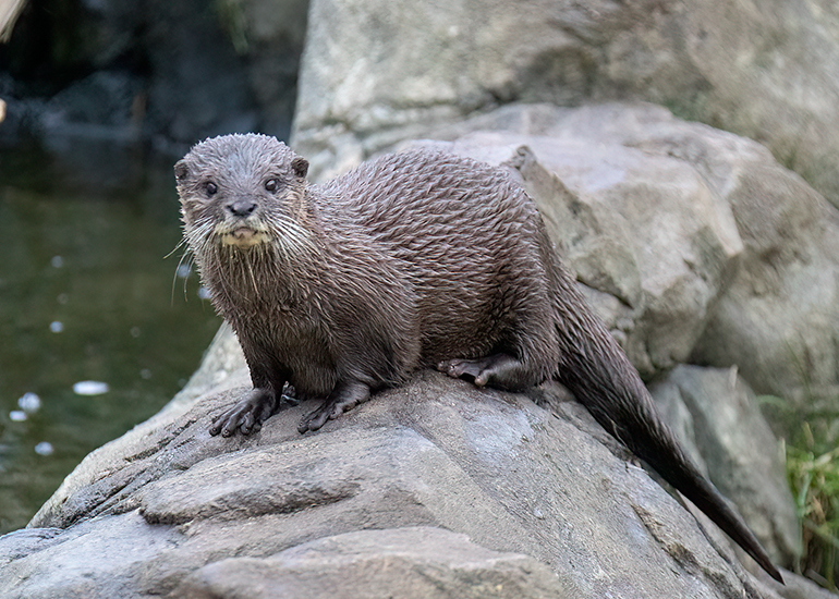 Hunstanton Sea Life