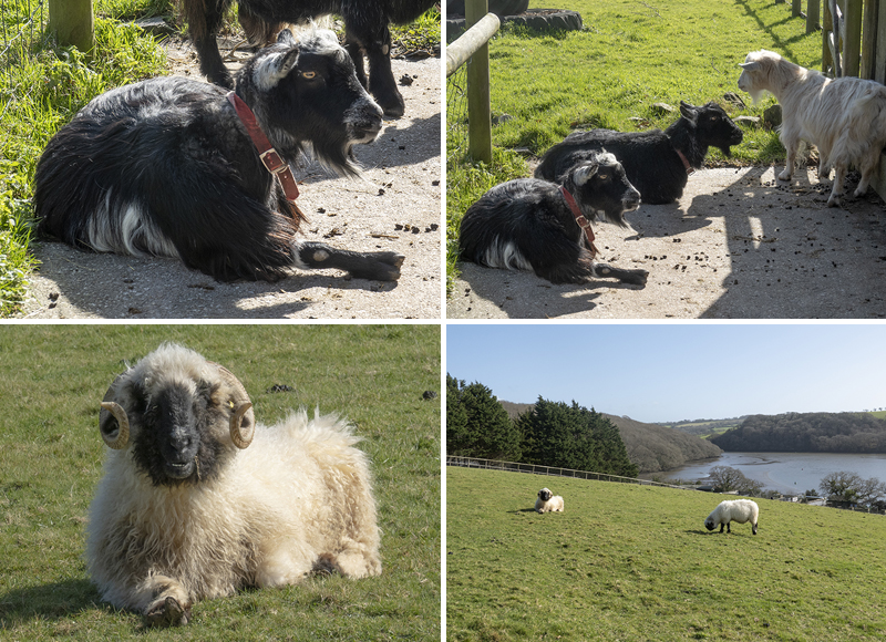 Paddock Animals