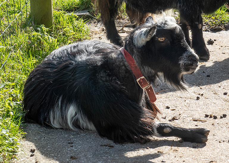Paddock animals