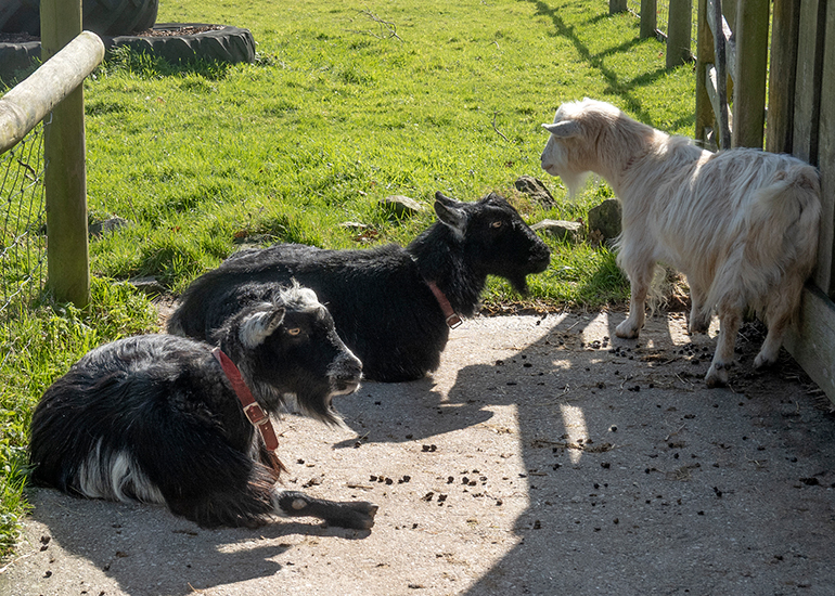 Paddock animals
