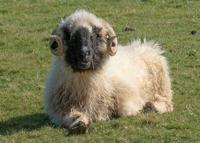 Paddock animals