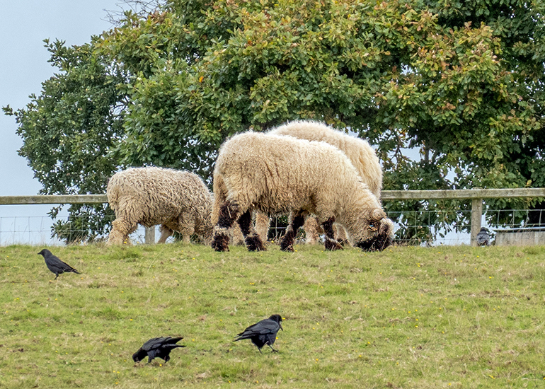Paddock animals