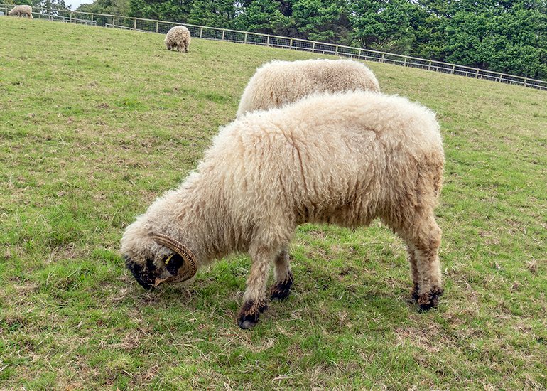 Paddock animals