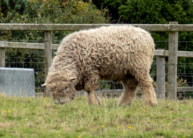 Paddock animals