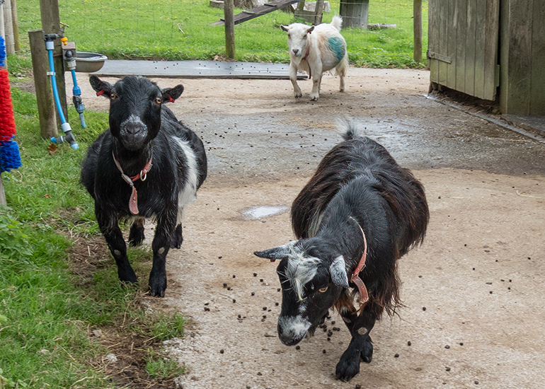 Paddock animals