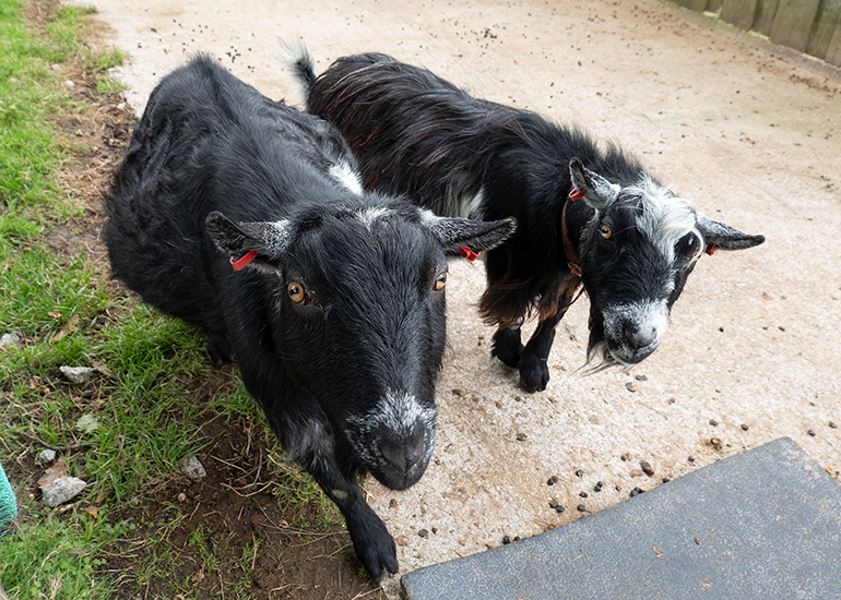 Paddock animals