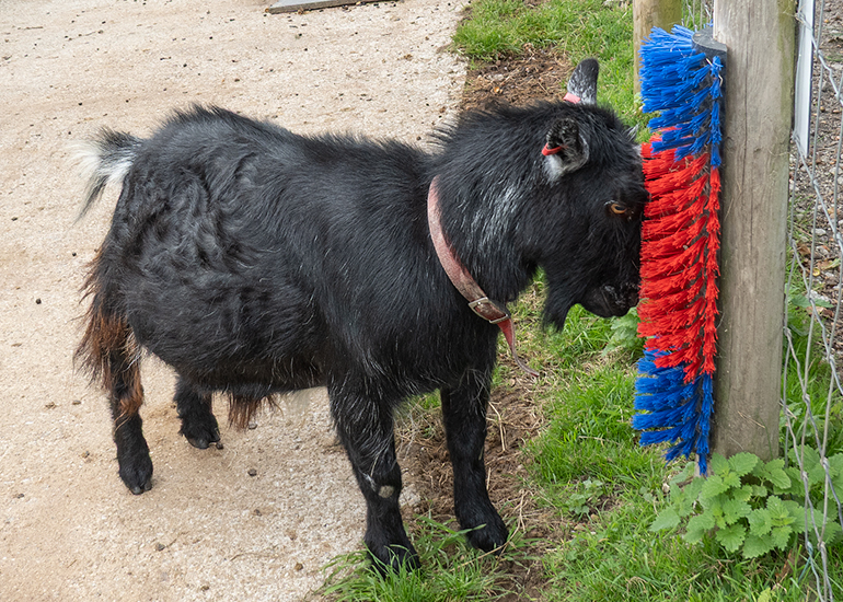 Paddock animals