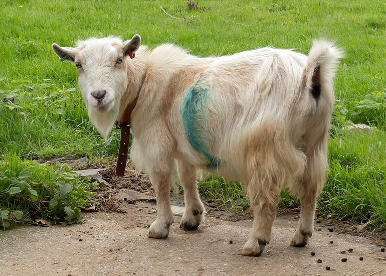 Paddock animals