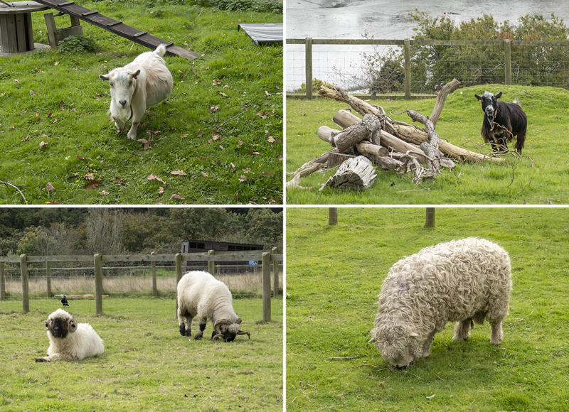 Paddock Animals