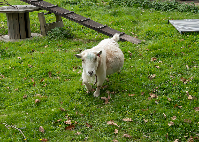 Paddock animals