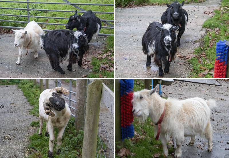 Paddock Animals