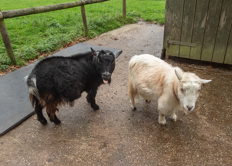 Bertie and Marvin