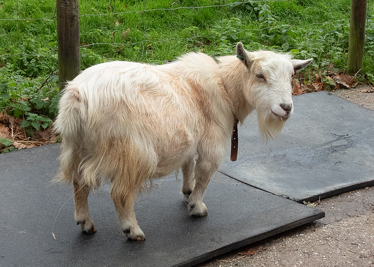 Paddock animals