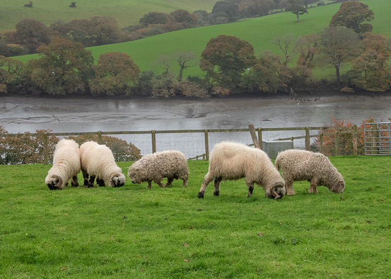 Paddock animals