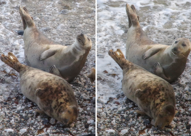 Paprika - Photo credit :  Kerstin Hartmann