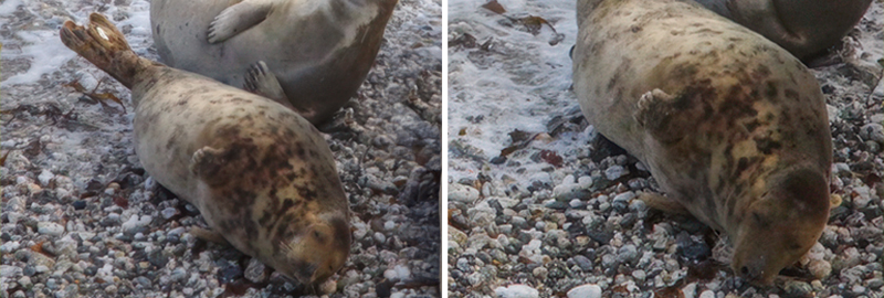 Paprika - Photo Credit - Kerstin Hartmann - 25th January 2025