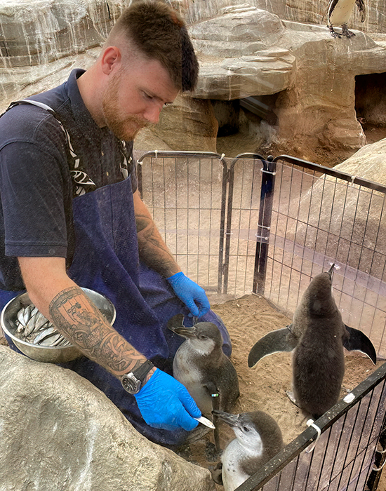 Feeding the penguin chicks