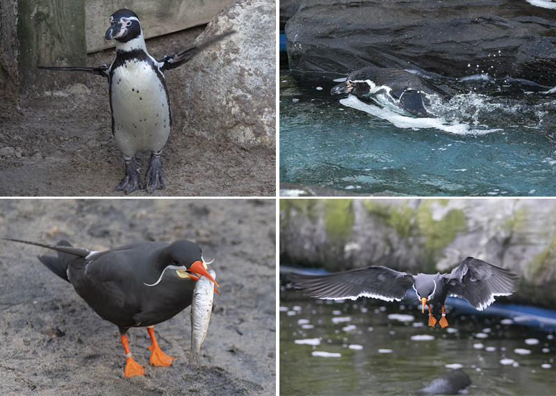 Penguins and Inca Terns