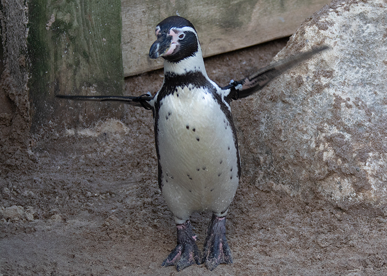 Hunstanton Sea Life - Penguins