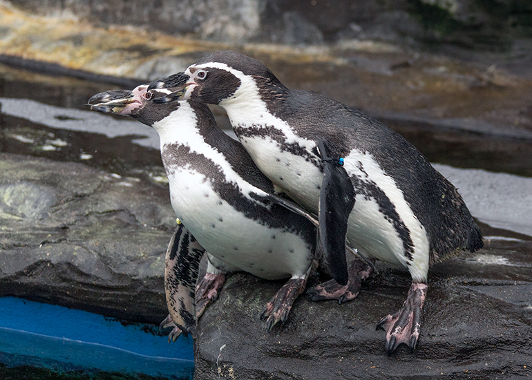 Hunstanton Sea Life - Penguins