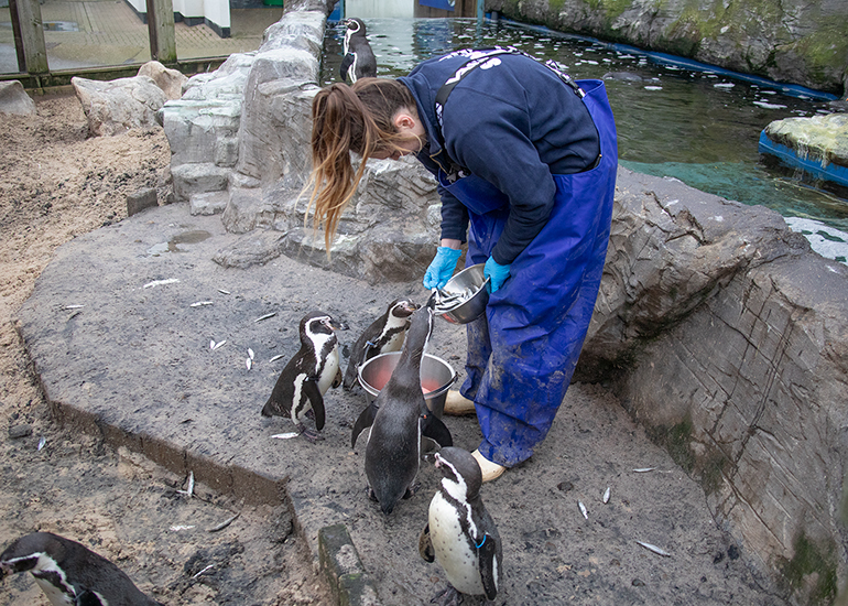 Hunstanton Sea Life - Penguins
