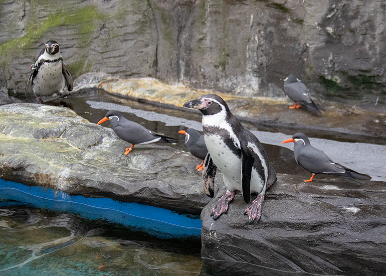 Hunstanton Sea Life - Penguins and Inca Terns