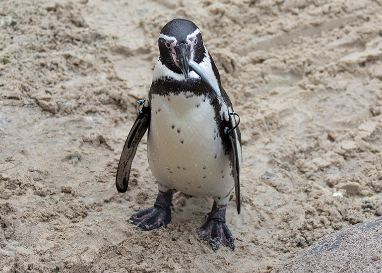 Hunstanton Sea Life - Penguins