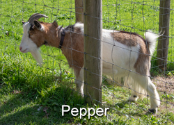 Pepper