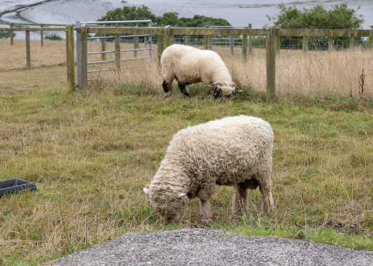 Sheep