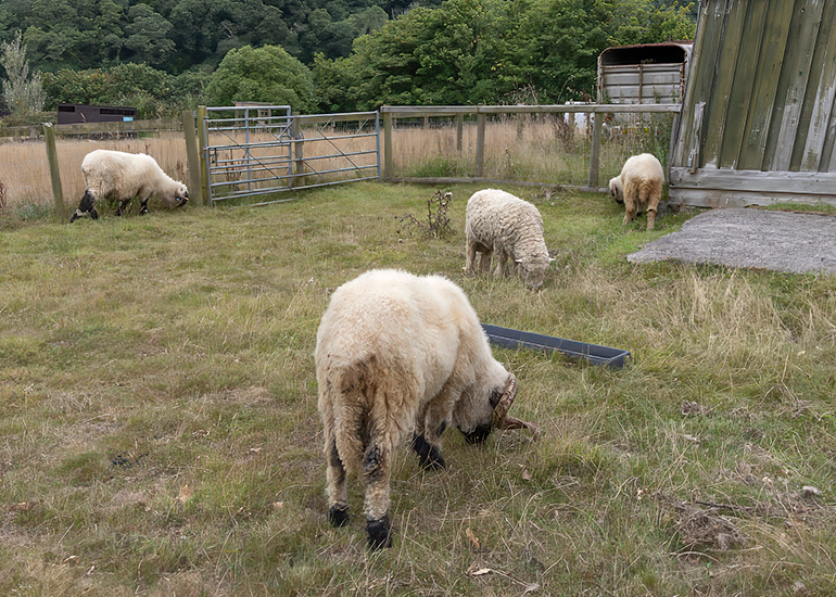 Sheep