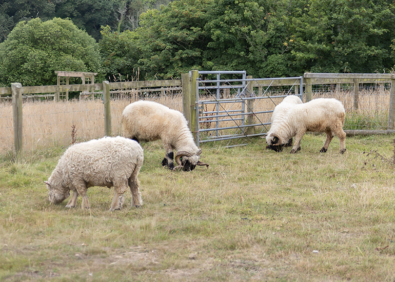 Sheep