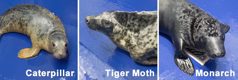 Caterpillar, Tiger Moth and Monarch