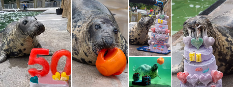 Primary School Pupils Invited to Design Logo for Cornish Seal Sanctuary's 50th Anniversary