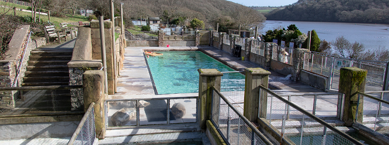 Primary School Pupils Invited to Design Logo for Cornish Seal Sanctuary's 50th Anniversary