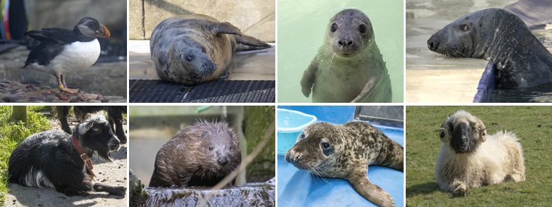 Primary School Pupils Invited to Design Logo for Cornish Seal Sanctuary's 50th Anniversary