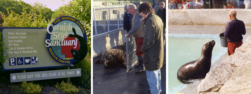 Primary School Pupils Invited to Design Logo for Cornish Seal Sanctuary's 50th Anniversary