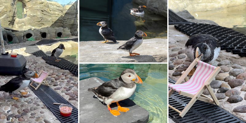 From Iceland to Ice Lollies : Puffins Beat the Heat at the Cornish Seal Sanctuary