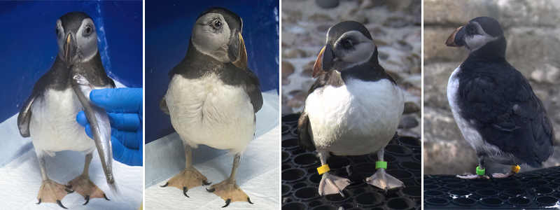 Meet Morris: the rescued puffin who likes the radio and hand-fed fish