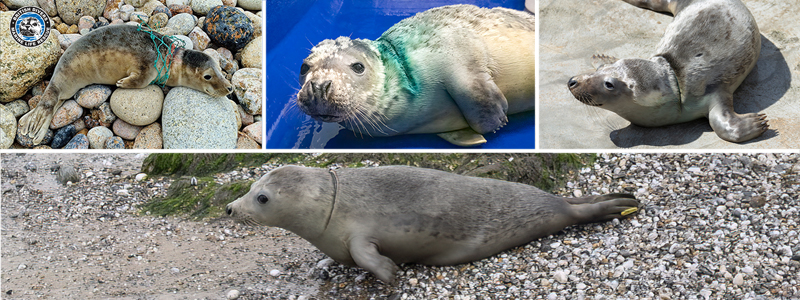Hot Cross Bun heads home: seal rescued from entanglement released as Sanctuary urges action on bycatch