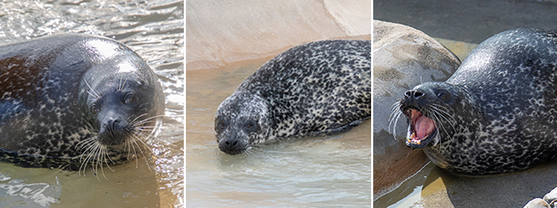 Fundraising appeal launched to give much-loved Cornish Seal Sanctuary resident the chance to see for the very first time