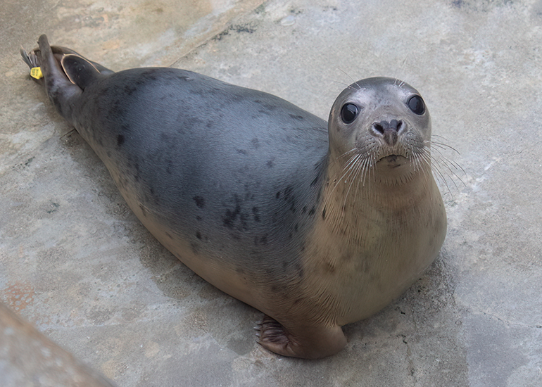 Profiterole