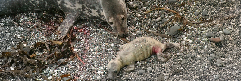 Photo of Puffa with her pup was taken by Sue Sayer of Cornwall Seal Group on 13th of September 2008