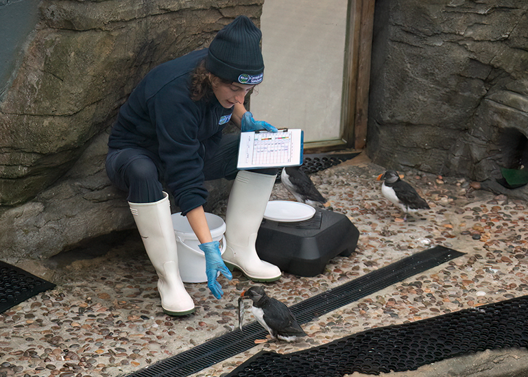 Puffins