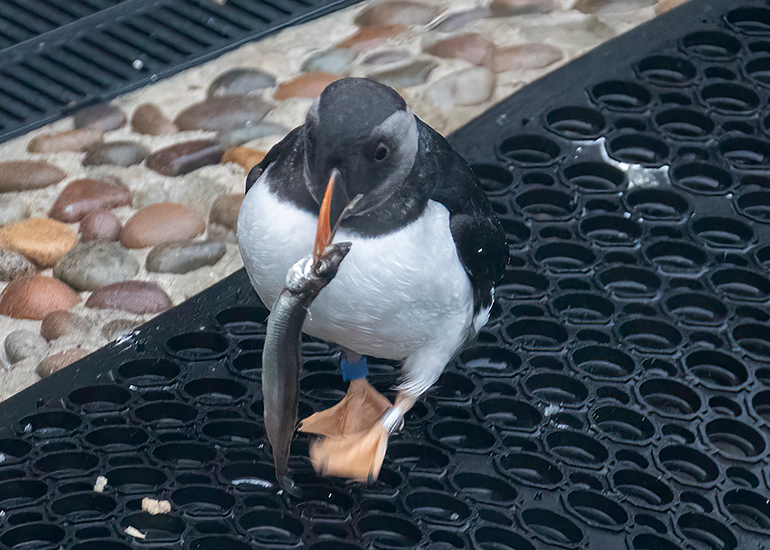 Puffins
