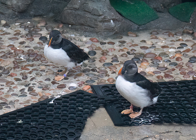 Puffins