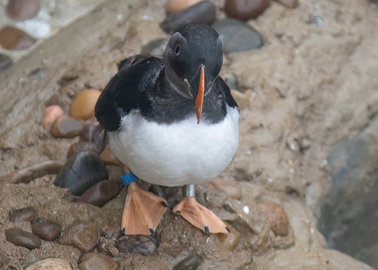Puffins